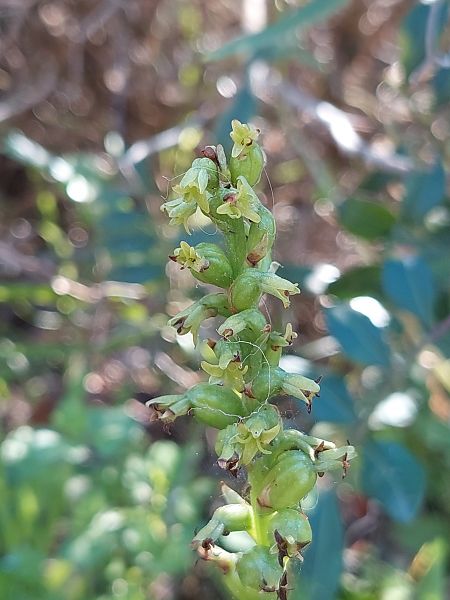 Gennaria diphylla  - Bernard Sonnerat