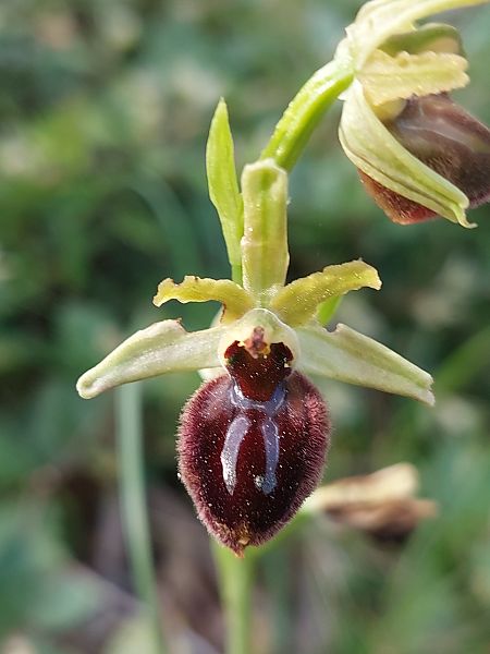 Ophrys incubacea  - Bernard Sonnerat