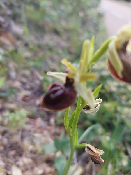 Ophrys incubacea  - Bernard Sonnerat