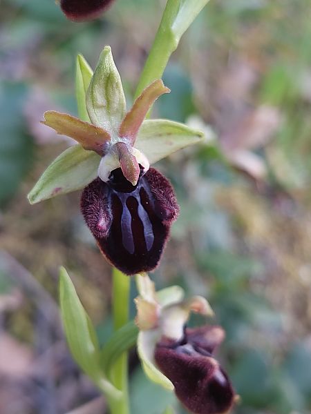 Ophrys incubacea  - Bernard Sonnerat