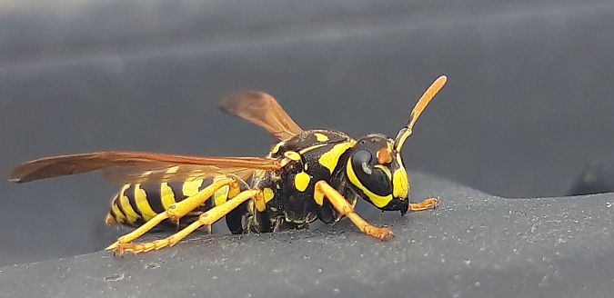 Polistes dominula  - Michele Cento