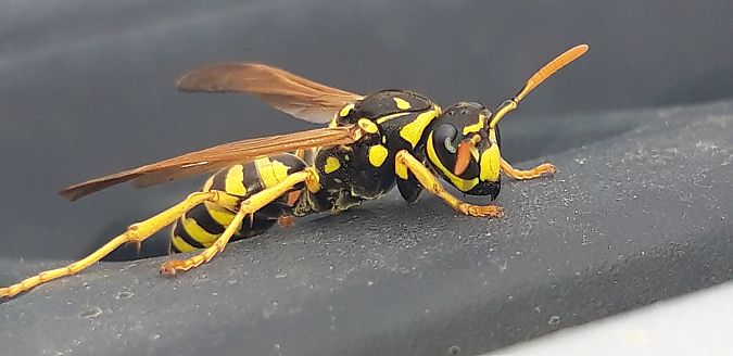 Polistes dominula  - Michele Cento