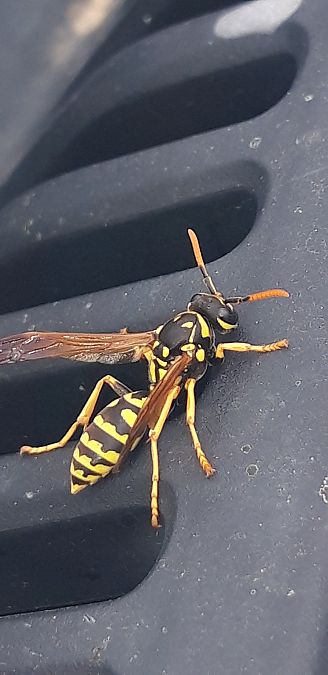 Polistes dominula  - Michele Cento