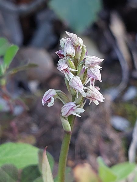 Neotinea maculata  - Bernard Sonnerat