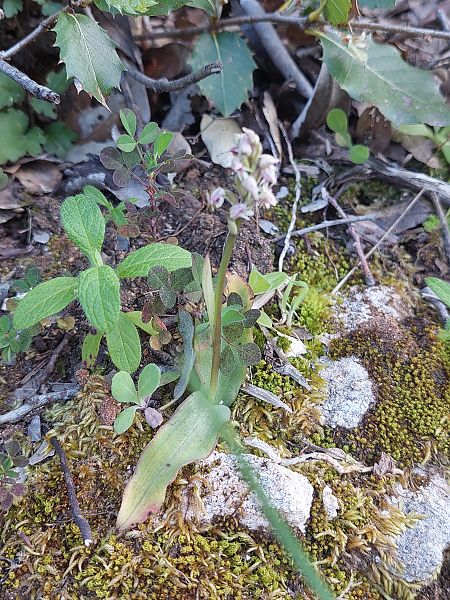 Neotinea maculata  - Bernard Sonnerat
