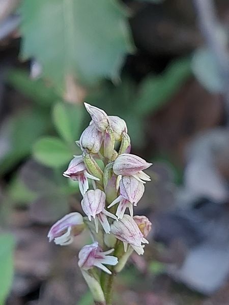 Neotinea maculata  - Bernard Sonnerat
