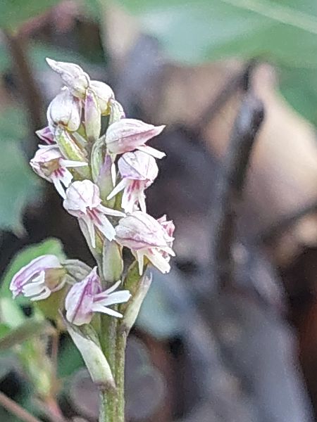 Neotinea maculata  - Bernard Sonnerat