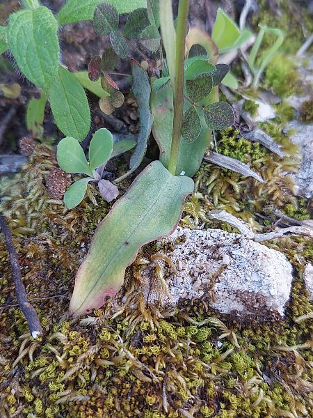 Neotinea maculata  - Bernard Sonnerat