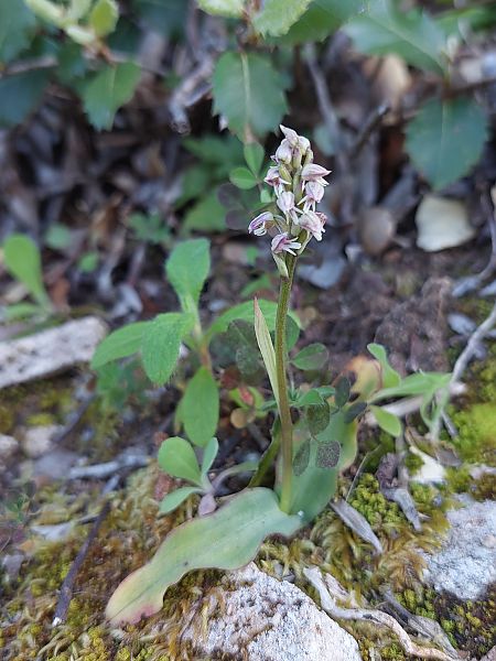 Neotinea maculata  - Bernard Sonnerat