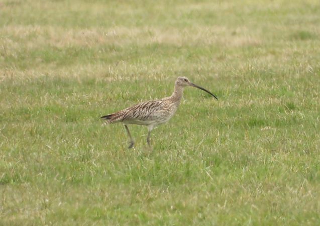 kulik wielki  - Adrian Dudkiewicz