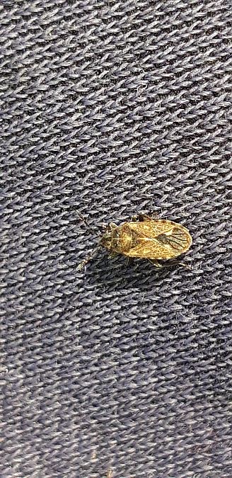 Lygaeosoma sardeum  - Michele Cento