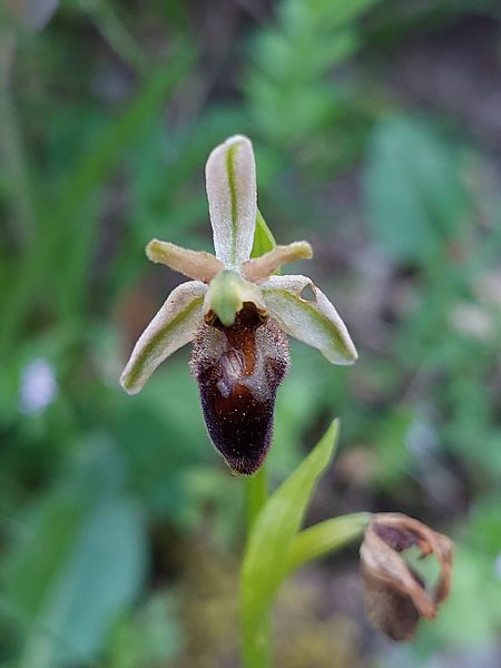 Ophrys morisii  - Bernard Sonnerat