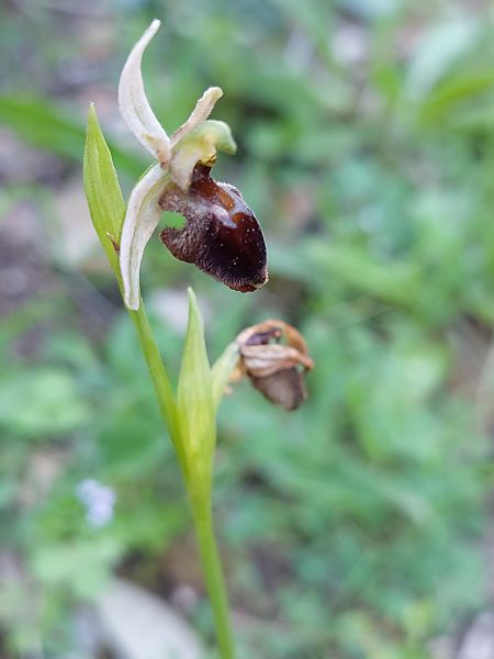 Ophrys morisii  - Bernard Sonnerat