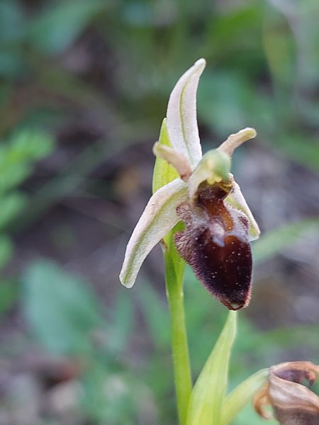 Ophrys morisii  - Bernard Sonnerat
