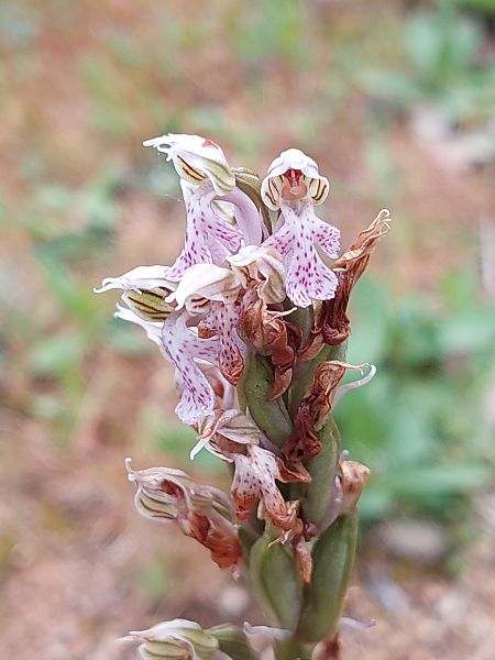 Neotinea lactea  - Bernard Sonnerat