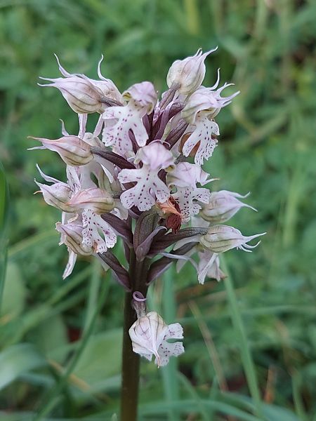 Neotinea lactea  - Bernard Sonnerat