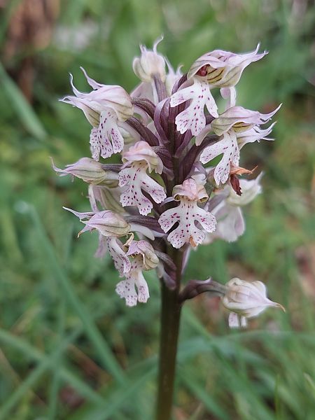 Neotinea lactea  - Bernard Sonnerat
