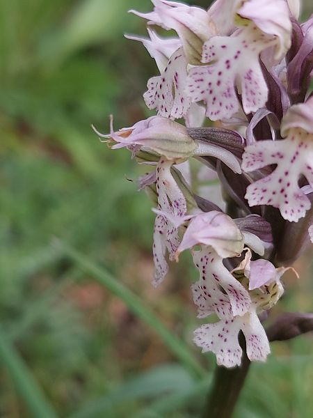 Neotinea lactea  - Bernard Sonnerat