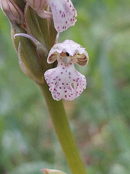 Neotinea lactea  - Bernard Sonnerat