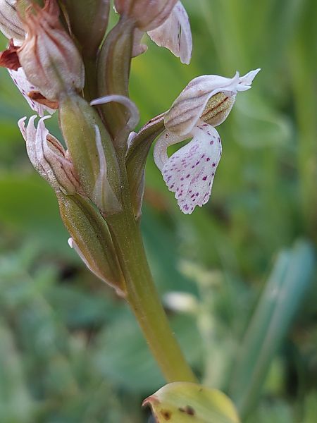 Neotinea lactea  - Bernard Sonnerat