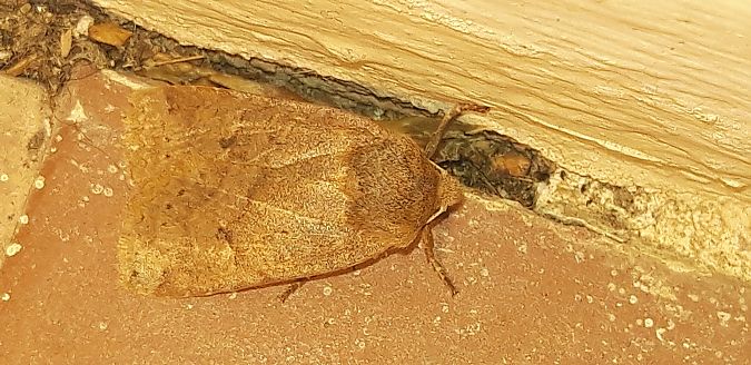 Conistra vaccinii  - Michele Cento