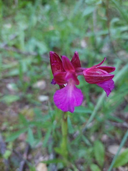 Anacamptis papilionacea  - Bernard Sonnerat