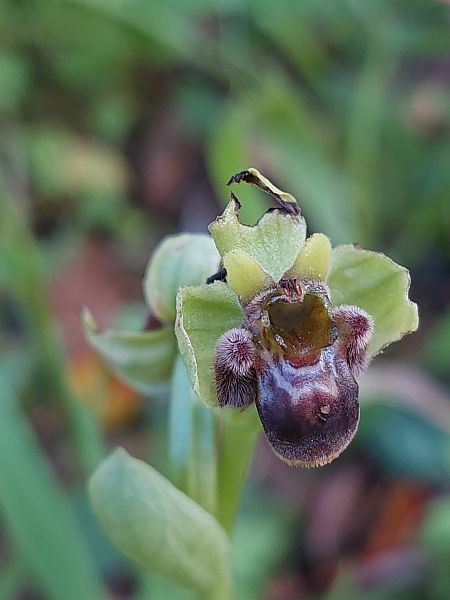Ophrys bombyliflora  - Bernard Sonnerat