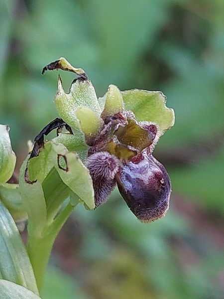 Ophrys bombyliflora  - Bernard Sonnerat