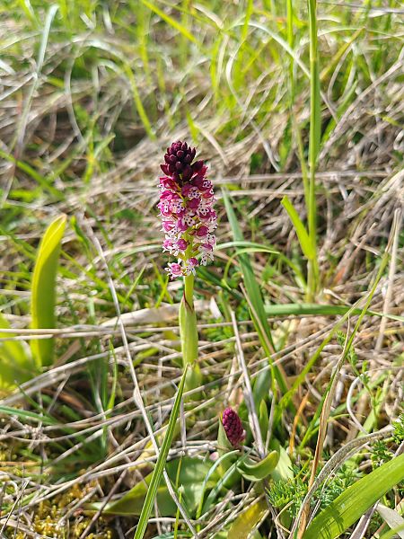Neotinea ustulata  - Céline Frutieaux (lpo-Bfc)