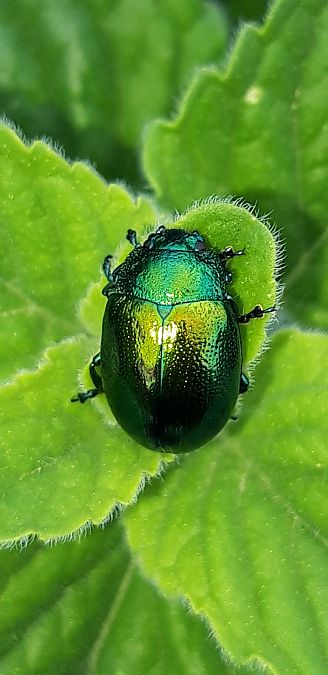 Chrysolina herbacea  - Michele Cento