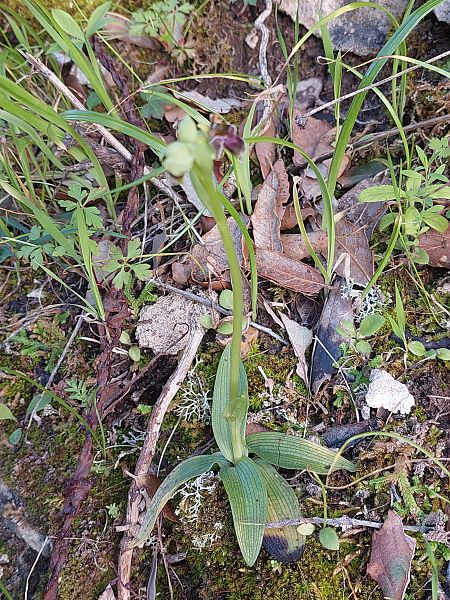 Ophrys bombyliflora  - Bernard Sonnerat