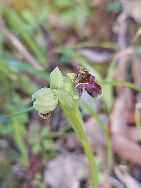 Ophrys bombyliflora  - Bernard Sonnerat