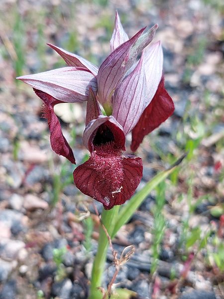 Serapias cordigera  - Bernard Sonnerat