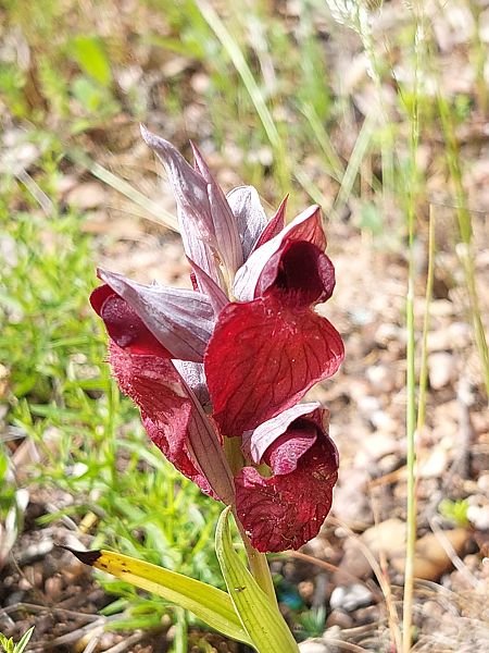 Serapias cordigera  - Bernard Sonnerat