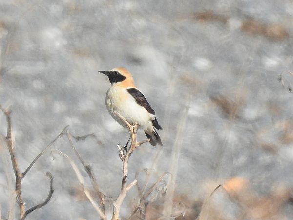 Monachella occidentale  - Enrico Carta