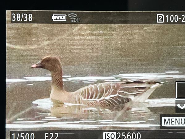 Oie à bec court  - Helmut Frind