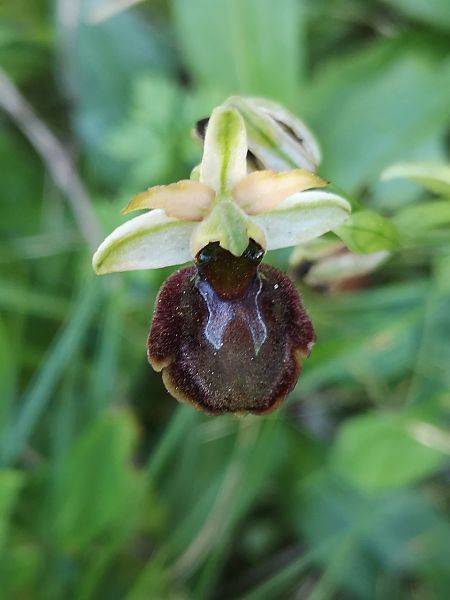 Ophrys panormitana var. praecox  - Richard Fay