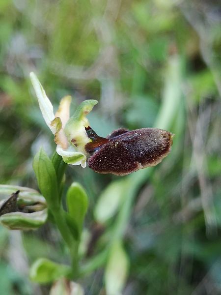 Ophrys panormitana var. praecox  - Richard Fay