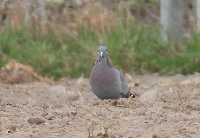siniak  - Kacper Mikulski