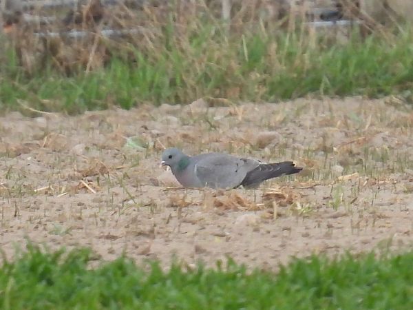 Stock Dove  - Kacper Mikulski