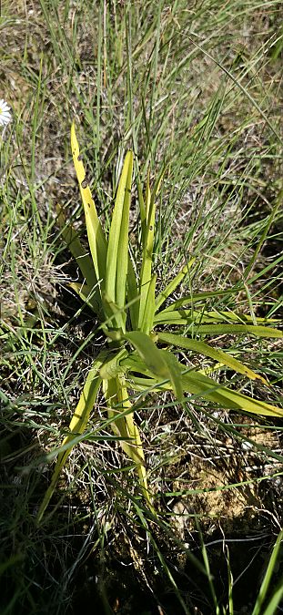 Serapias vomeracea  - Michel Robin