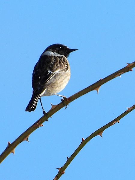 Saltimpalo comune  - Ellen Heidler