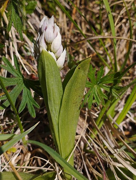 Orchis simia  - Gérard Joseph