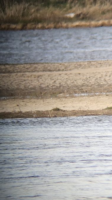 sieweczka obrożna  - Anna Kamilewicz-Wicik