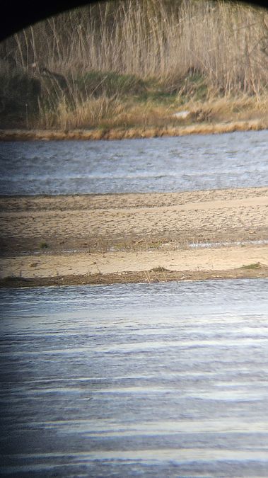 sieweczka obrożna  - Anna Kamilewicz-Wicik