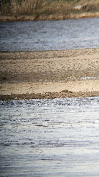 sieweczka obrożna  - Anna Kamilewicz-Wicik