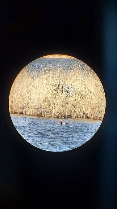 hełmiatka  - Klaudia Dembska