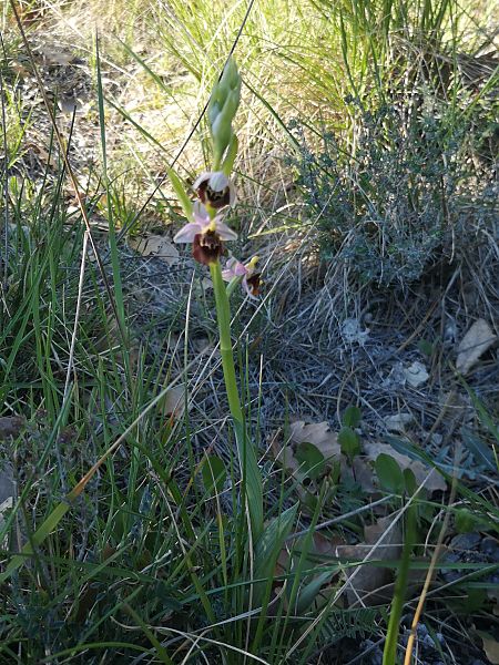 Ophrys fuciflora subsp. druentica  - Richard Fay