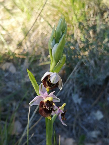 Ophrys fuciflora subsp. druentica  - Richard Fay