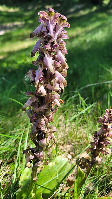 Himantoglossum robertianum  - Maud Bacheter